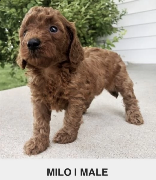 what'sapp +1 (415) -737-5686 adorables cachorros de caniche para tu hogar