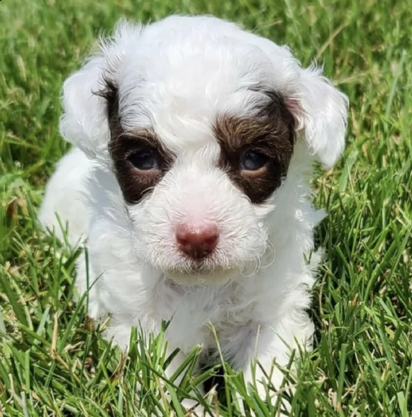 what'sapp +1 (415) -737-5686 adorables cachorros de caniche para tu hogar | Foto 3