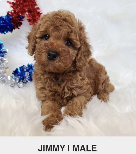 what'sapp +1 (415) -737-5686 adorables cachorros de caniche para tu hogar | Foto 2