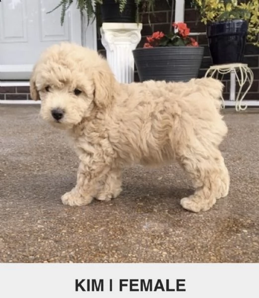 what'sapp +1 (415) -737-5686 adorables cachorros de caniche para tu hogar | Foto 1