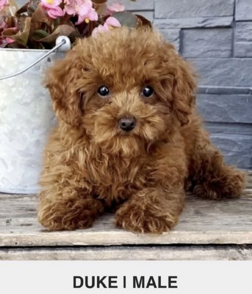 what'sapp +1 (415) -737-5686 adorables cachorros de caniche para tu hogar | Foto 0