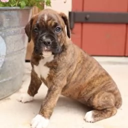 disponibili bellissimi cuccioli boxer vedono | Foto 2