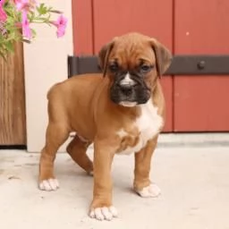 disponibili bellissimi cuccioli boxer vedono | Foto 1