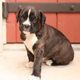 disponibili bellissimi cuccioli boxer vedono | Foto 0