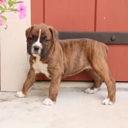 disponibili bellissimi cuccioli boxer vedono