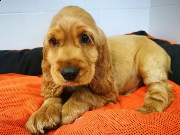 disponibili cuccioli di cocker spaniel