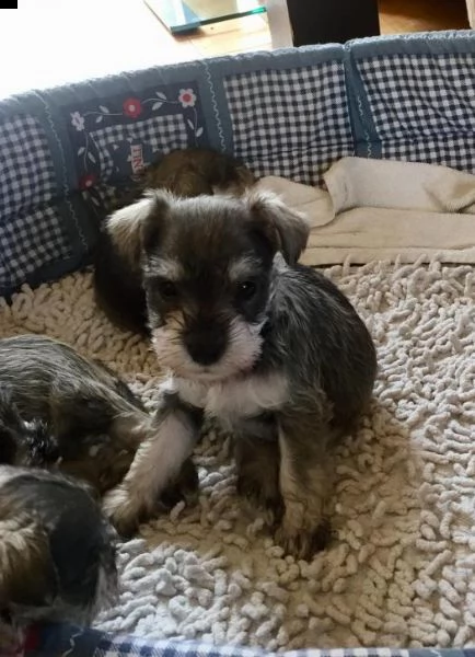 schnuazer in pronta consegna | Foto 1