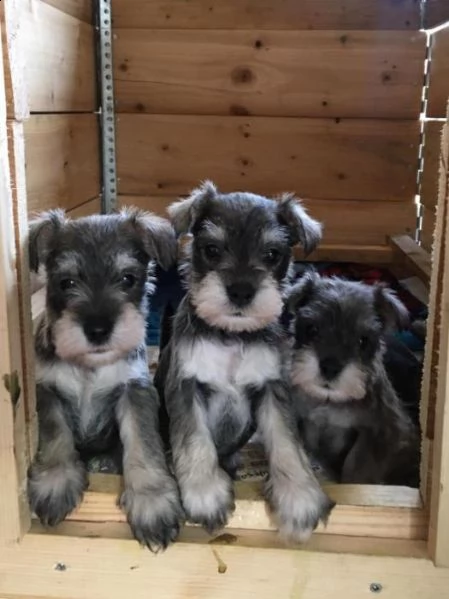 schnuazer in pronta consegna | Foto 0