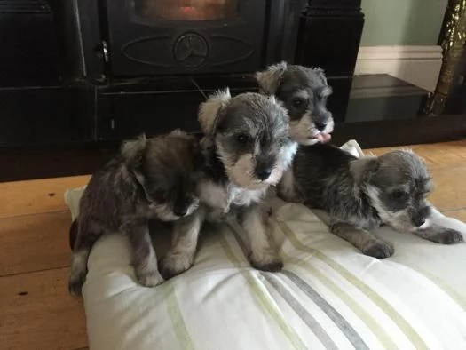 schnuazer in pronta consegna