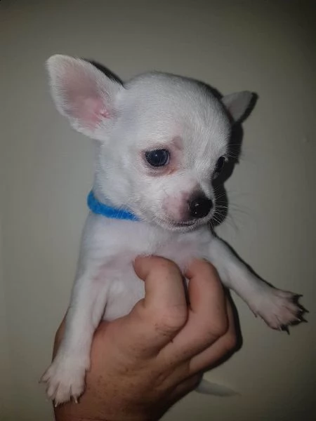 disponibili cuccioli chihuahua | Foto 1