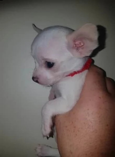 disponibili cuccioli chihuahua | Foto 0