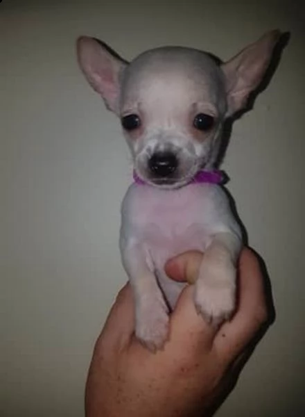 disponibili cuccioli chihuahua