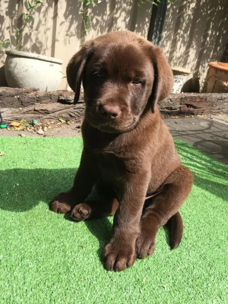  cucciolo di labrador chocolate