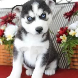 cuccioli husky siberiani pronti | Foto 2