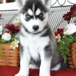 cuccioli husky siberiani pronti | Foto 1