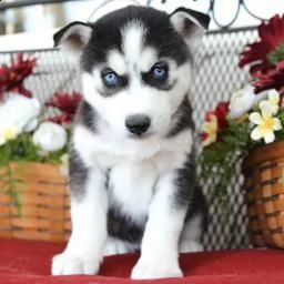 cuccioli husky siberiani pronti | Foto 0