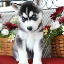 cuccioli husky siberiani pronti