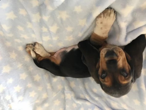 regalo bellissimi cuccioli di basset hound