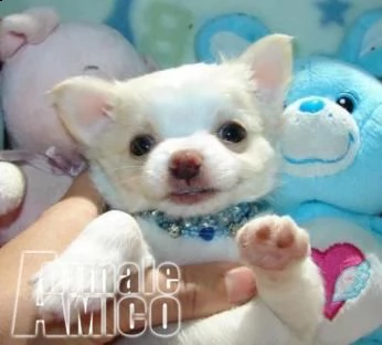 bellissimi toy chihuahua cuccioli | Foto 2
