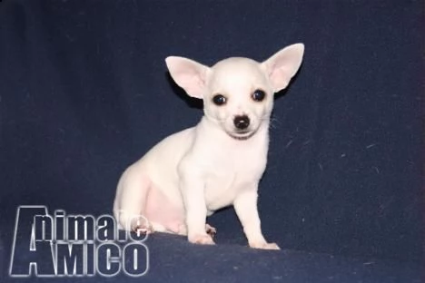 bellissimi toy chihuahua cuccioli | Foto 1