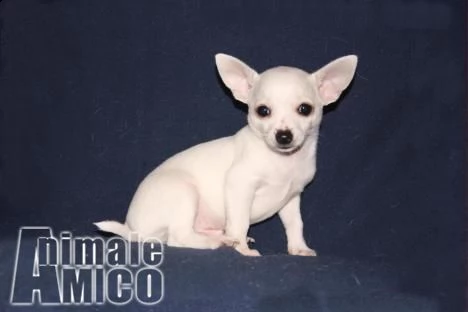 bellissimi toy chihuahua cuccioli