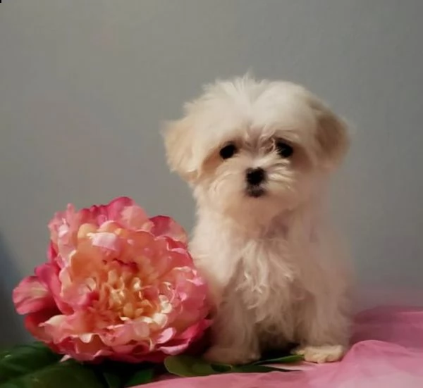 bambino maltese gratis | Foto 0