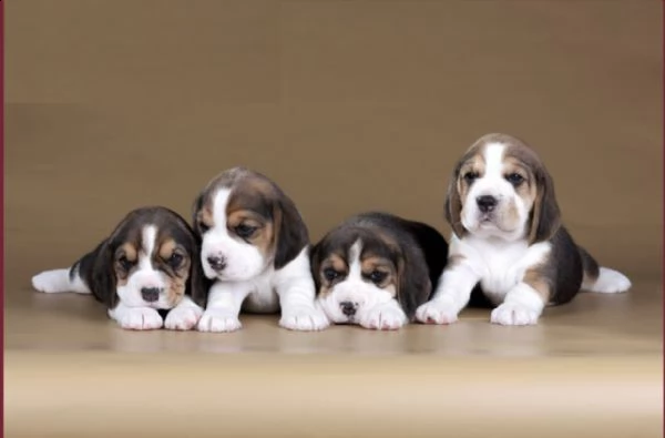 bellissimi cuccioli di beagle | Foto 1
