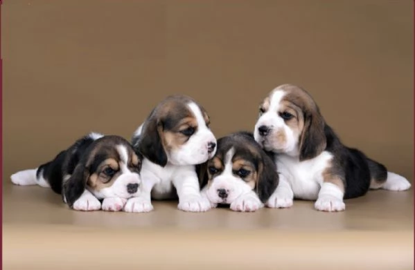 bellissimi cuccioli di beagle | Foto 0