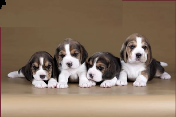 bellissimi cuccioli di beagle