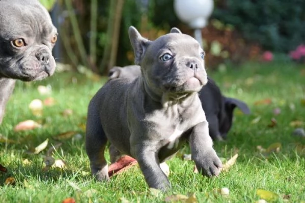  cuccioli di bouledogue francese | Foto 0