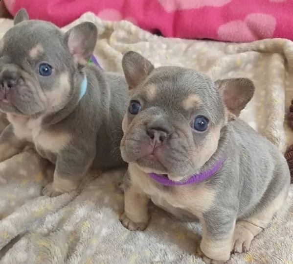 cucciolo bulldog bouledogue francese pedigree  | Foto 0