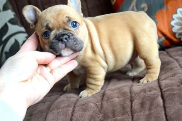 cucciolo bulldog bouledogue francese pedigree 
