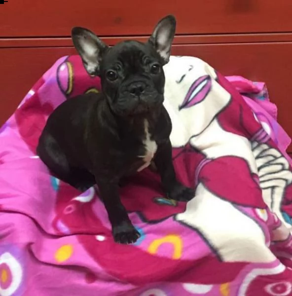 allevamento dispone di cuccioli di bulldog francese di vari colori. i cuccioli vengono consegnati do