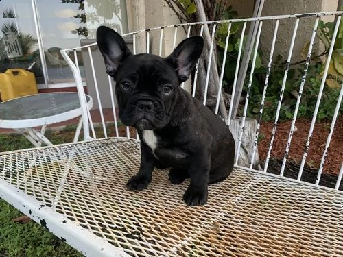 cuccioli di bulldog francese siamo urgentemente alla ricerca di una nuova casa per i nostri cuccioli