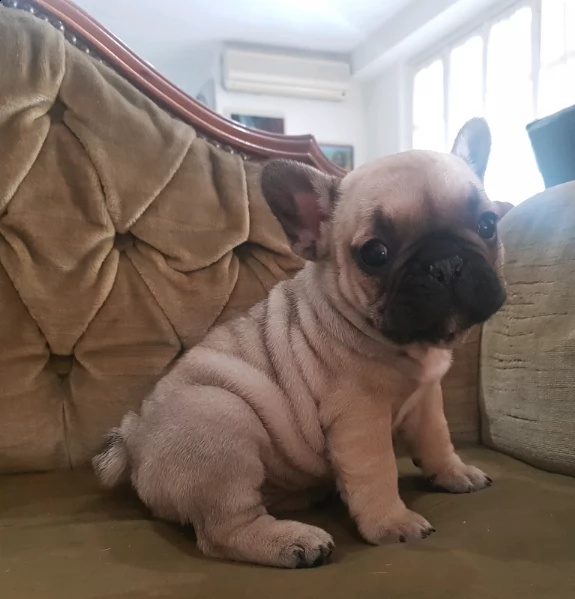 cuccioli di bulldog francese disponibilità di maschi e femmine i cuccioli verranno consegnati ai 65 