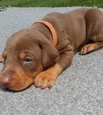  regalo adorabili cuccioli dobermann femminucce e maschietti disponibili