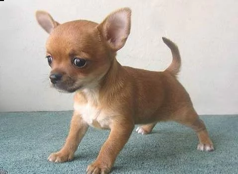 abbiamo cuccioli di chihuhua di razza pura affettuosa da adottare: i cuccioli devono essere svermina
