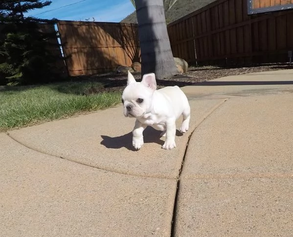 cuccioli di bouledogue francese