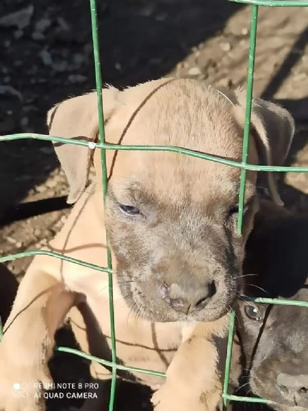 cuccioli di pit bull | Foto 1