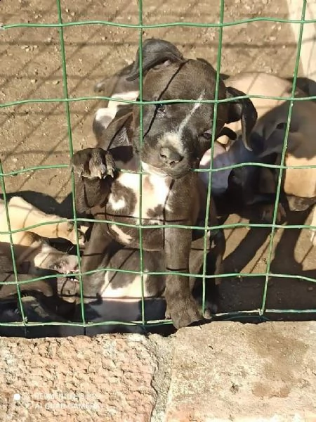 cuccioli di pit bull | Foto 0