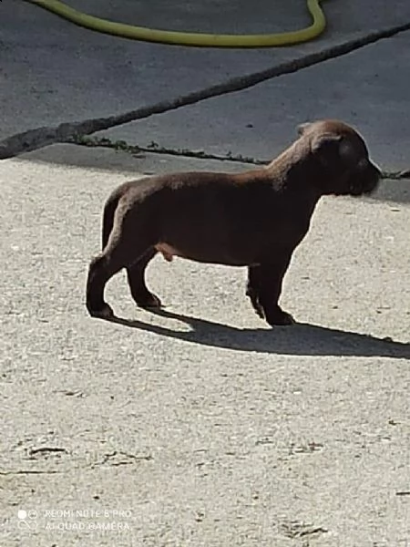 cuccioli di pit bull