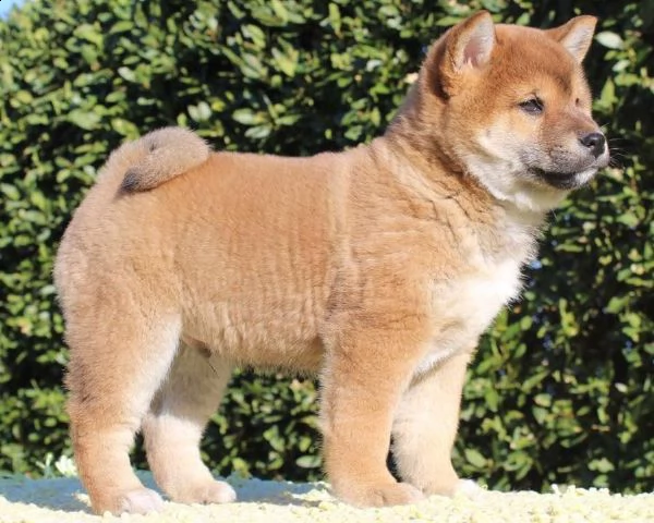 cucciolo di shiba inu da allevamento enci