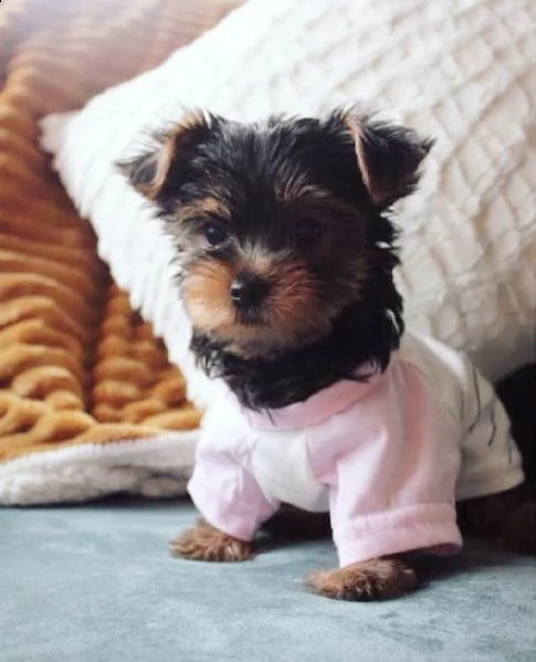 vendita cucciolo cuccioli di yorkshire mini toy fantastici e piccoli | Foto 0