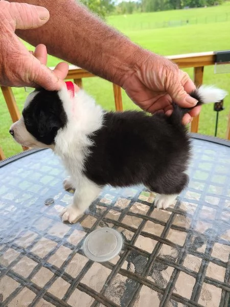 vendita cucciolo border collie cuccoli