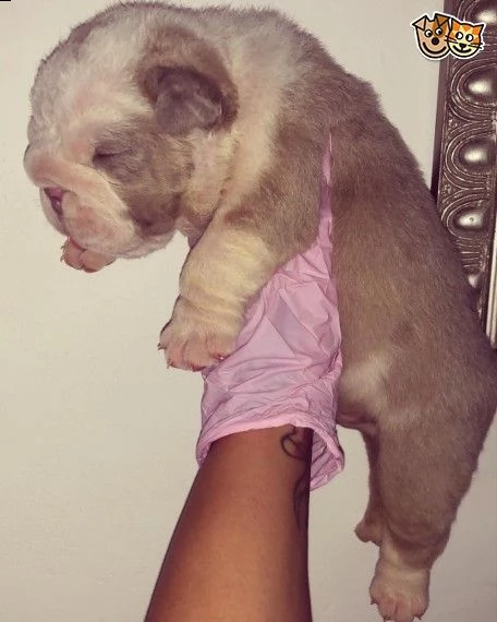 regalo bulldog inglese cuccioli disponibili