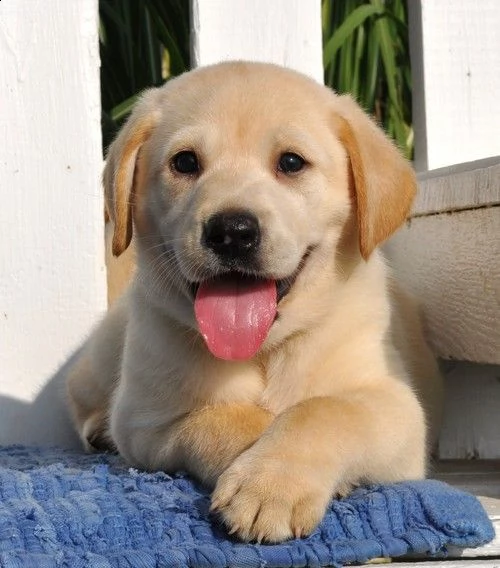 bello labrador , maschio e femmina in regalo
