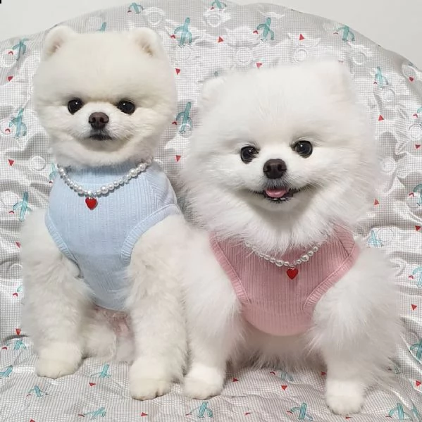 cuccioli di spitz / pomerania in miniatura