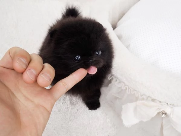 adorabile cucciolo pomeranian per l'adozione