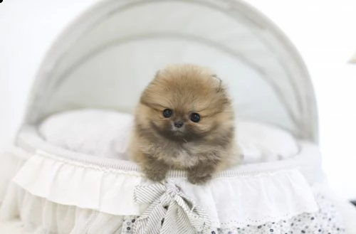 adorabile cucciolo pomeranian per l'adozione | Foto 1