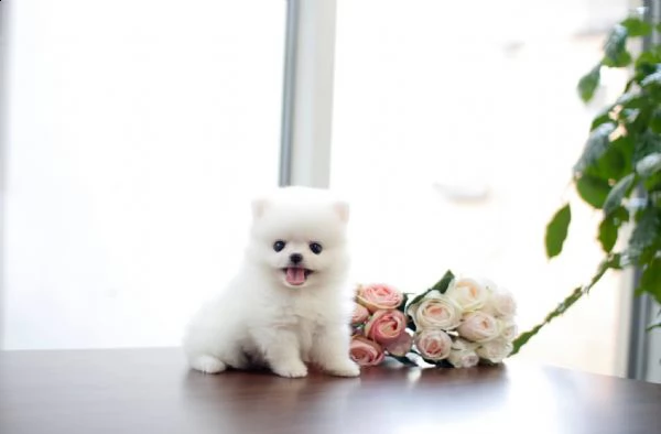 adorabile cucciolo pomeranian per l'adozione | Foto 0